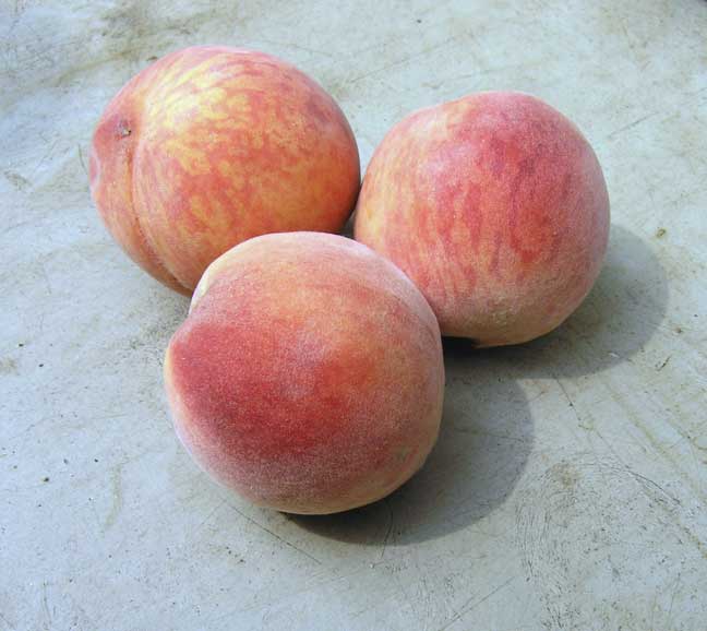 peaches