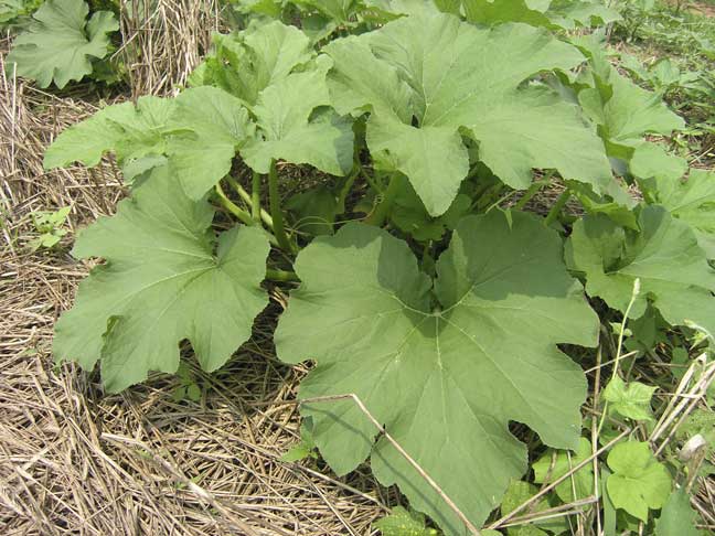 Pumpkin vine