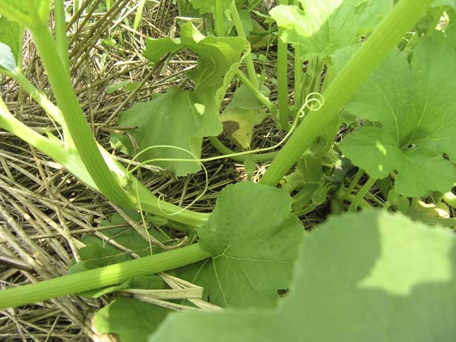 Pumpkin vine