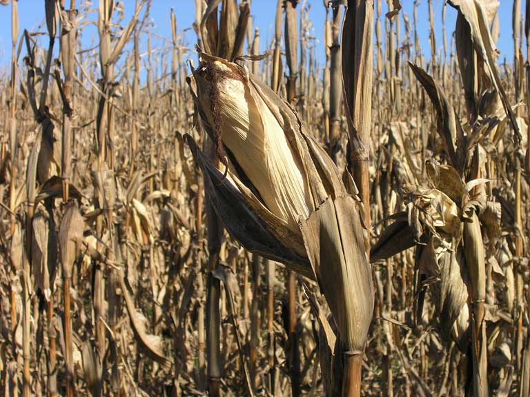 Old corn field