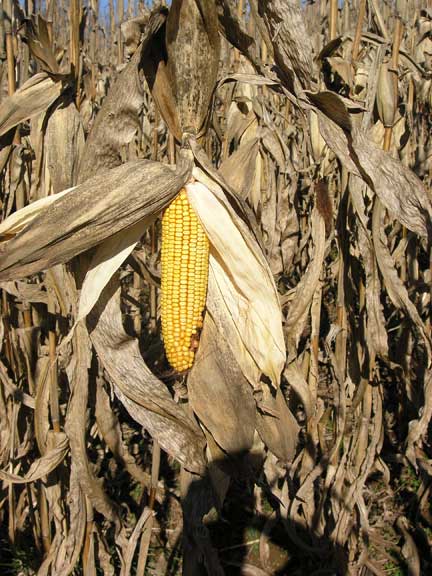 Corn still on the stalk