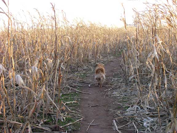 Molly in the maze