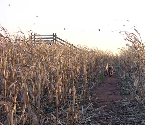 Molly in the maze