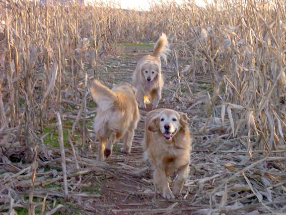 Dogs: coming and going