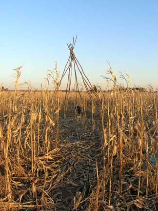 Maze tipi