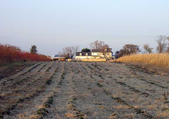 Covered strawberry plants