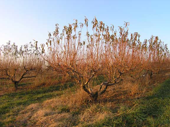 Peach tree in the Fall