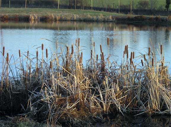 Cattails growing along the pond