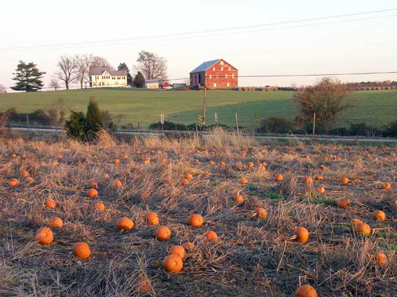 Old pumpkin field