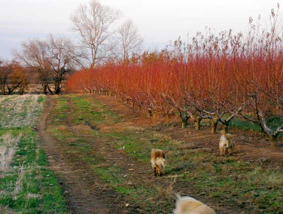 Red peach tree branches