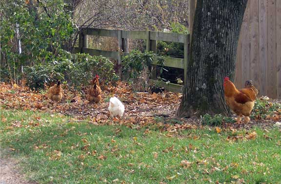 The marauding chickens are still out.