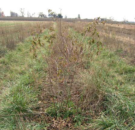 Elderberry plant