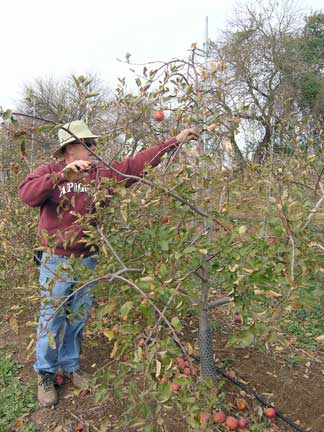 Ben shows pruning technique