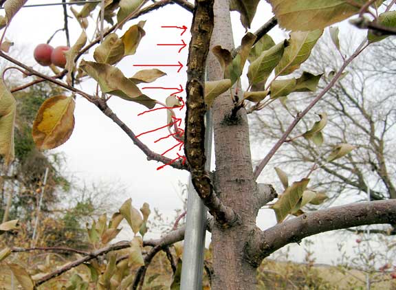 Cicada damage