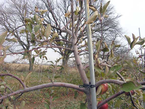 Pruning