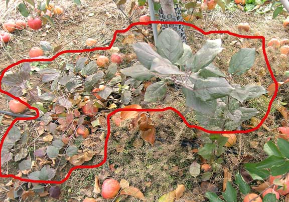 Pruning root growth