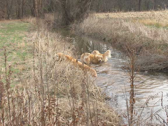 Swamp Collies