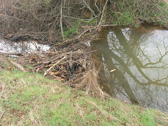 Beaver dam