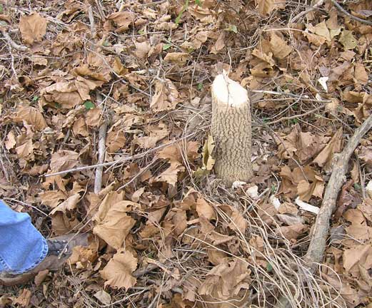 Beaver tree