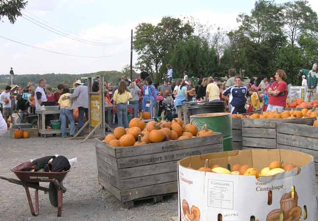 The haywagons load their pumpkin