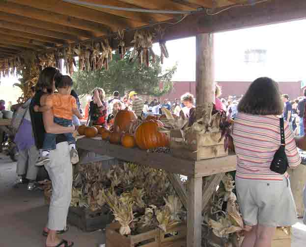 Pumpkins. Gourds. 