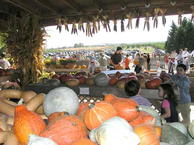 Look at all the squash varieties.