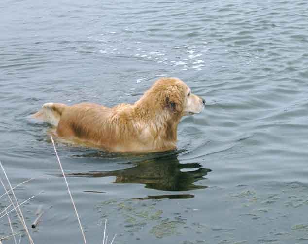 Flo looks for ducks.