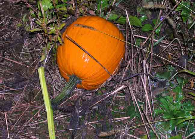 Pumpkins