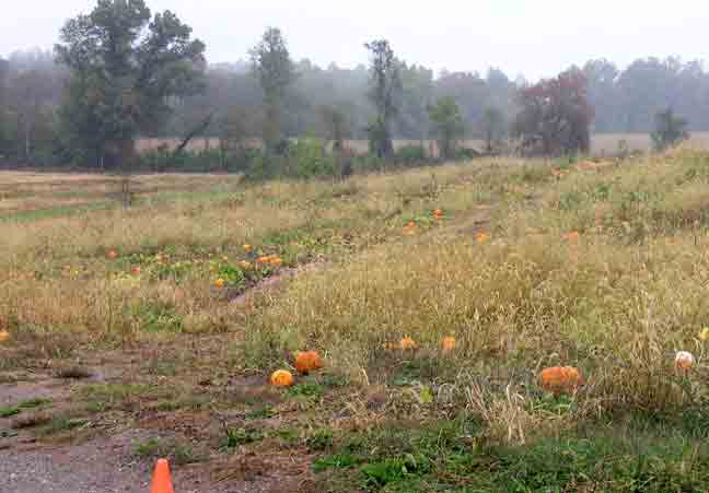 Pumpkin fields