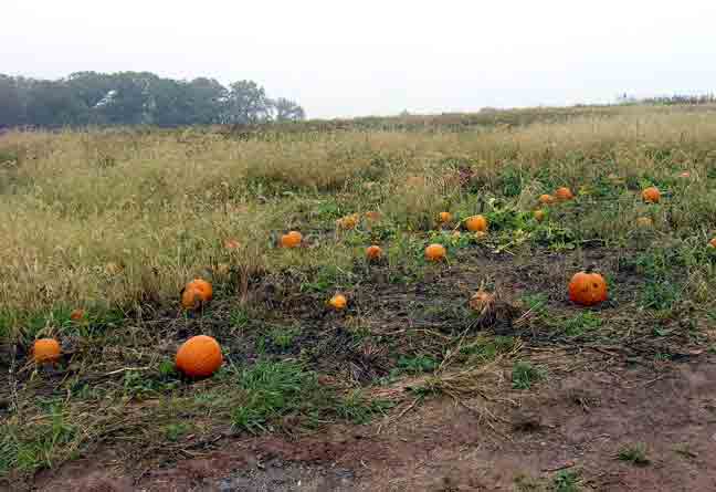Pumpkin fields