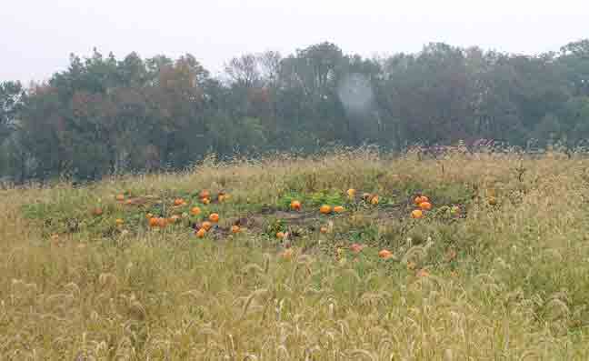 Pumpkin fields