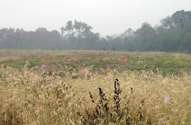 Pumpkin fields
