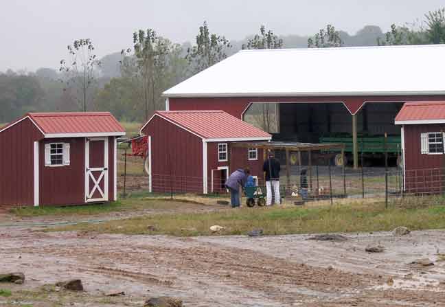 Rainy visit to the Chickens