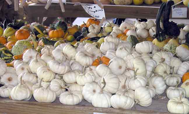 Gourds