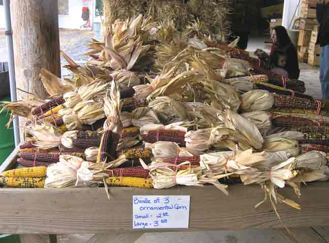 Ornamental Corn