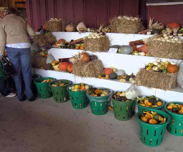 Ornamental Corn