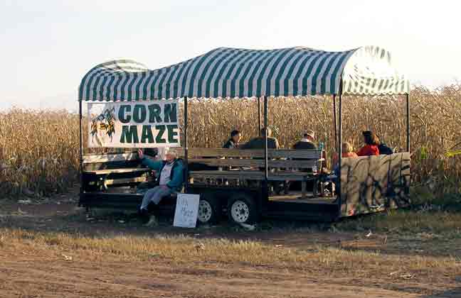 Corn Maze