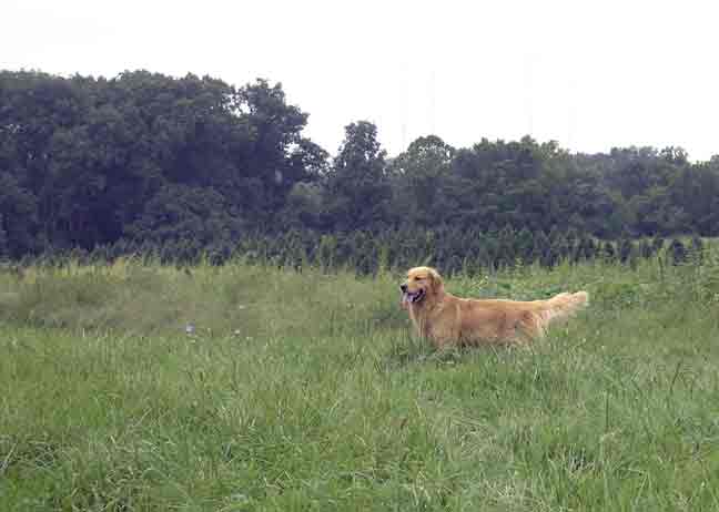 Tess with Christmas trees in background