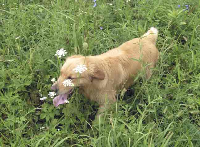 Tess runs in the field