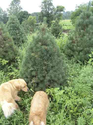 The dogs check out the Christmas trees