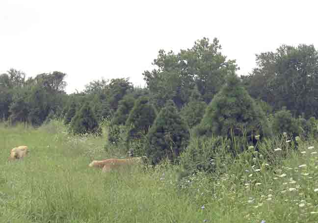 The dogs check out the Christmas trees