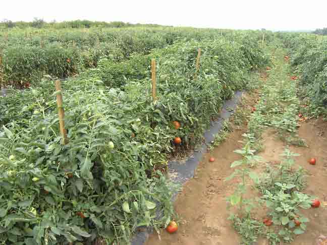 Tomato field