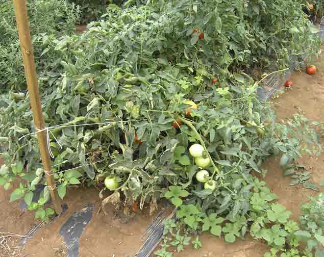 Tomato field