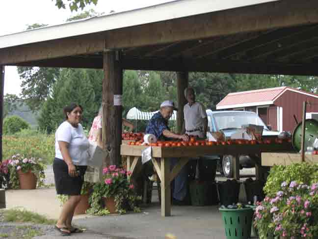 Organizing tomatoes