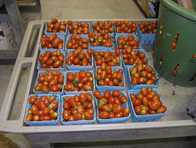 Grape tomatoes