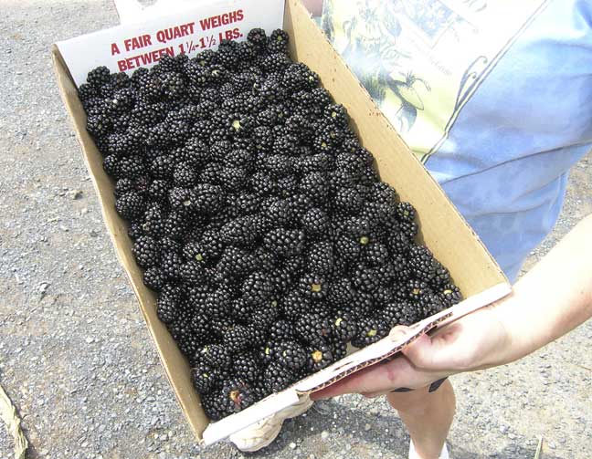 Blackberries