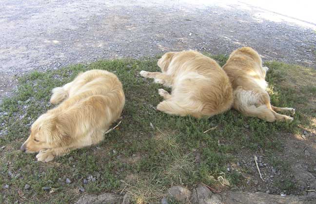 Resting Goldens