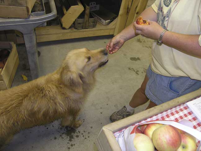Dogs eat peaches.