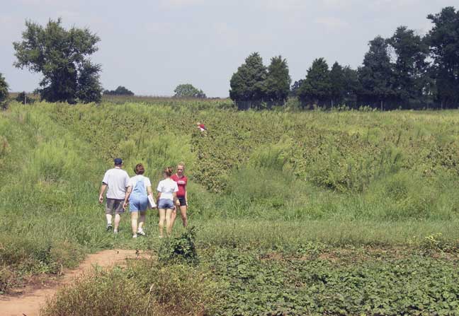 Raspberry field