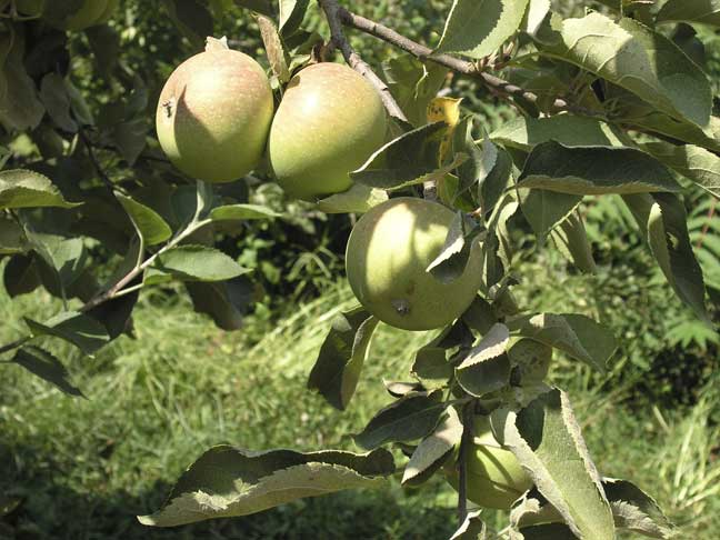 Green Apples